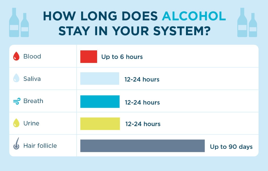 A medical illustration showing the time of alcohol metabolism in the human body