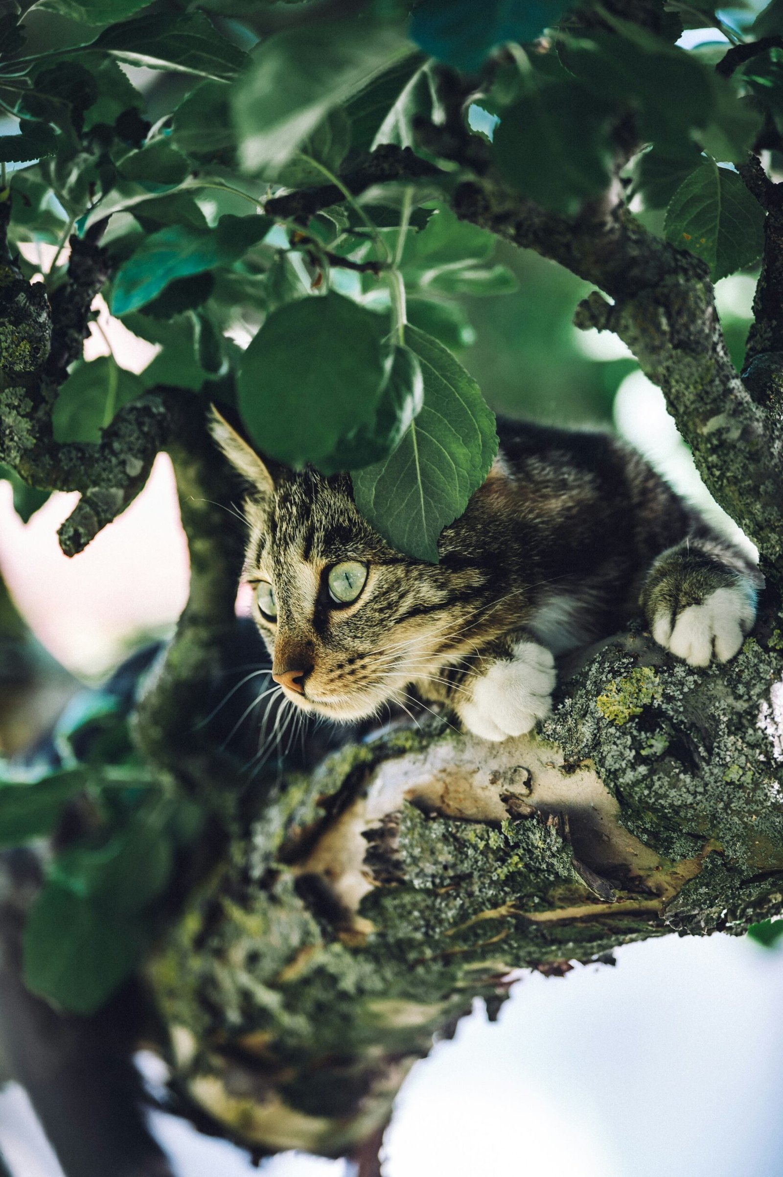 a cat in a tree in Cochise County
